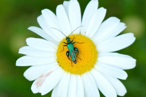 Oedemera nobilis